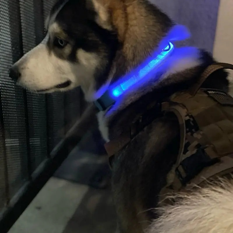 Rechargeable LED Dog Collar - Adjustable, Waterproof, and Glow-in-the-Dark for Night Safety