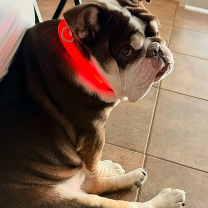 Rechargeable LED Dog Collar - Adjustable, Waterproof, and Glow-in-the-Dark for Night Safety